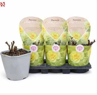 Зображення товару Півонія Бартзелла жовта, артикул: 57028