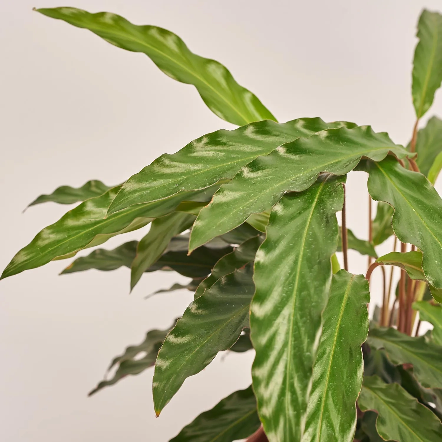 Калатея мікс, артикул: 54573 Зображення товару Калатея мікс, артикул: 54573