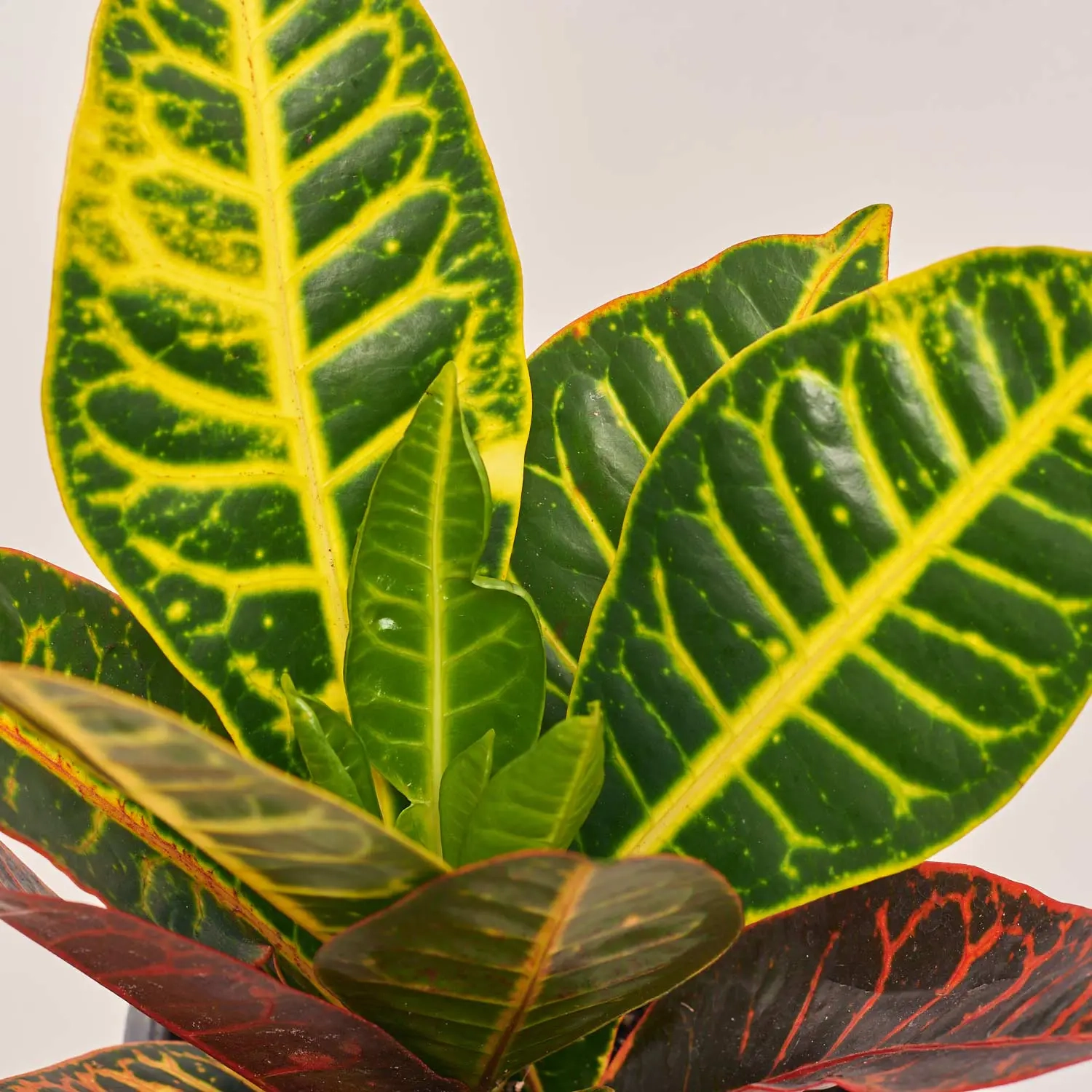 Кротон Петра, артикул: 19547 Зображення товару Кротон Петра, артикул: 19547