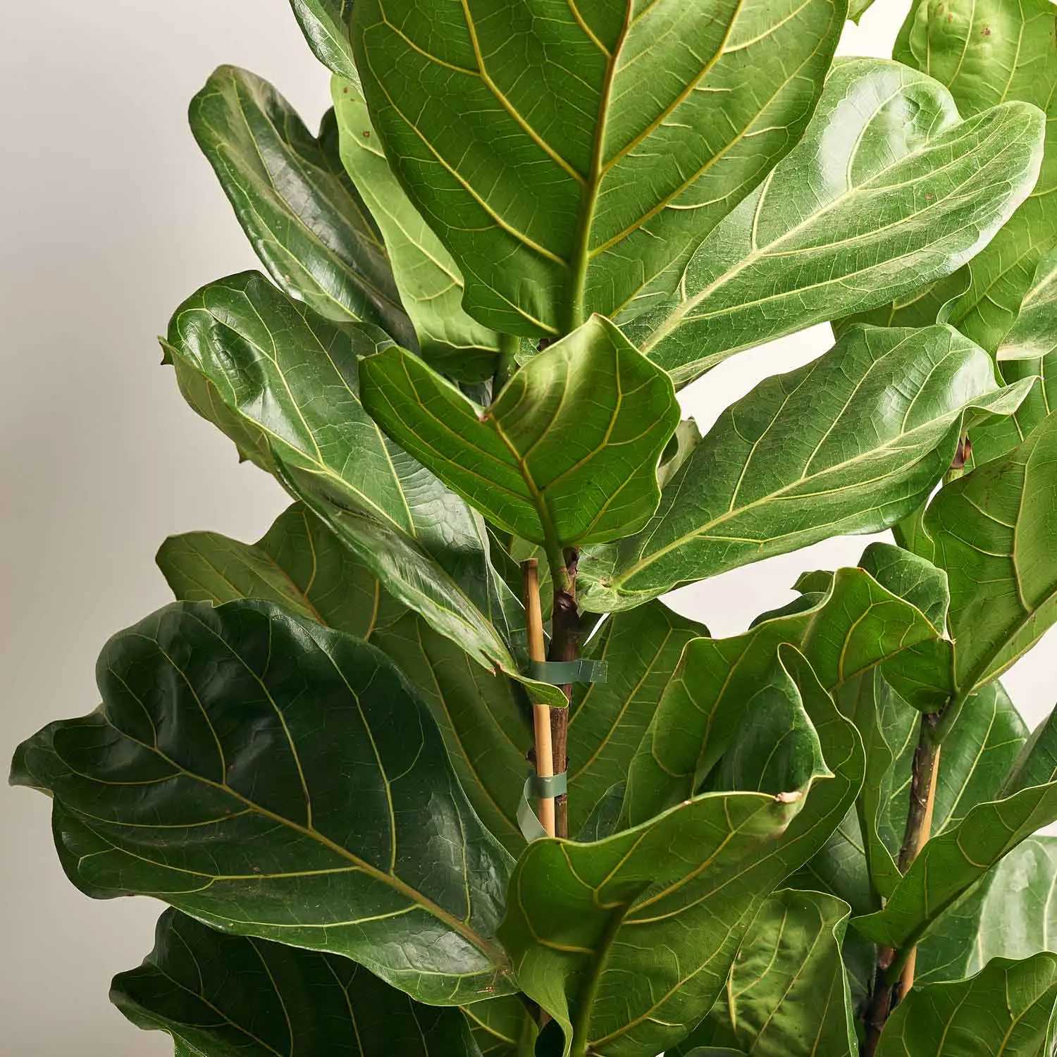 Зображення товару Фікус Лірата 3ст., артикул: 51570