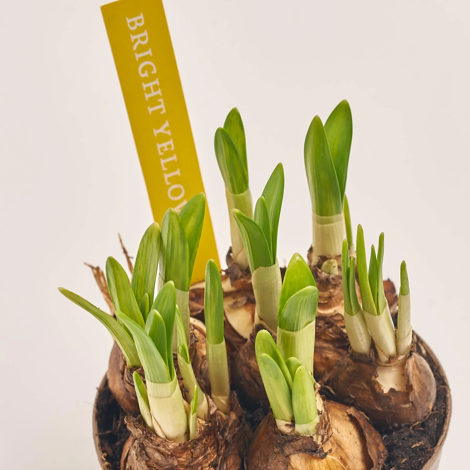 Зображення товару Нарцис Тет-а-Тет, артикул: 34294