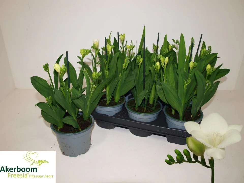 Зображення товару Фрезія біла, артикул: 56721