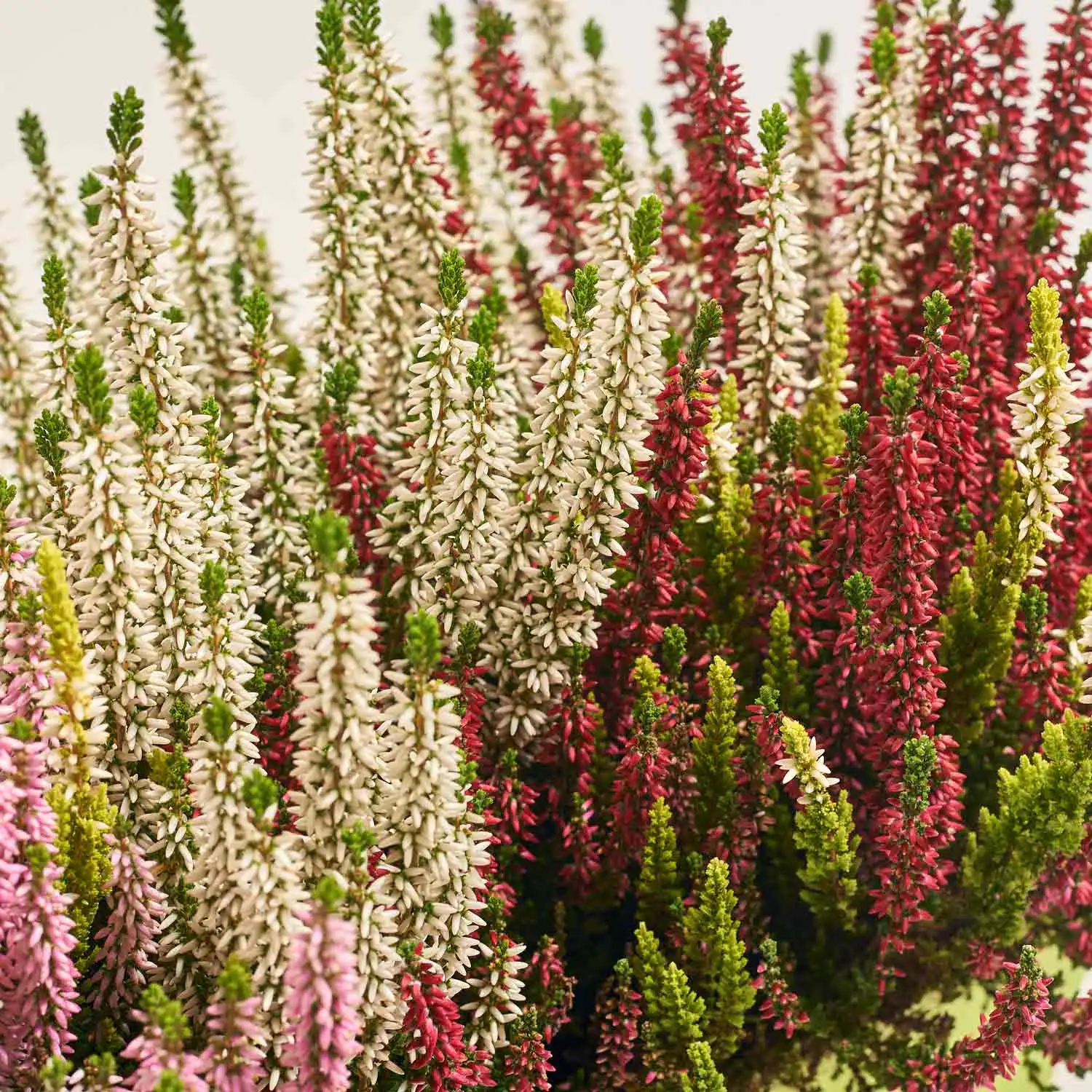 Зображення товару Калуна Кватро, артикул: 52520