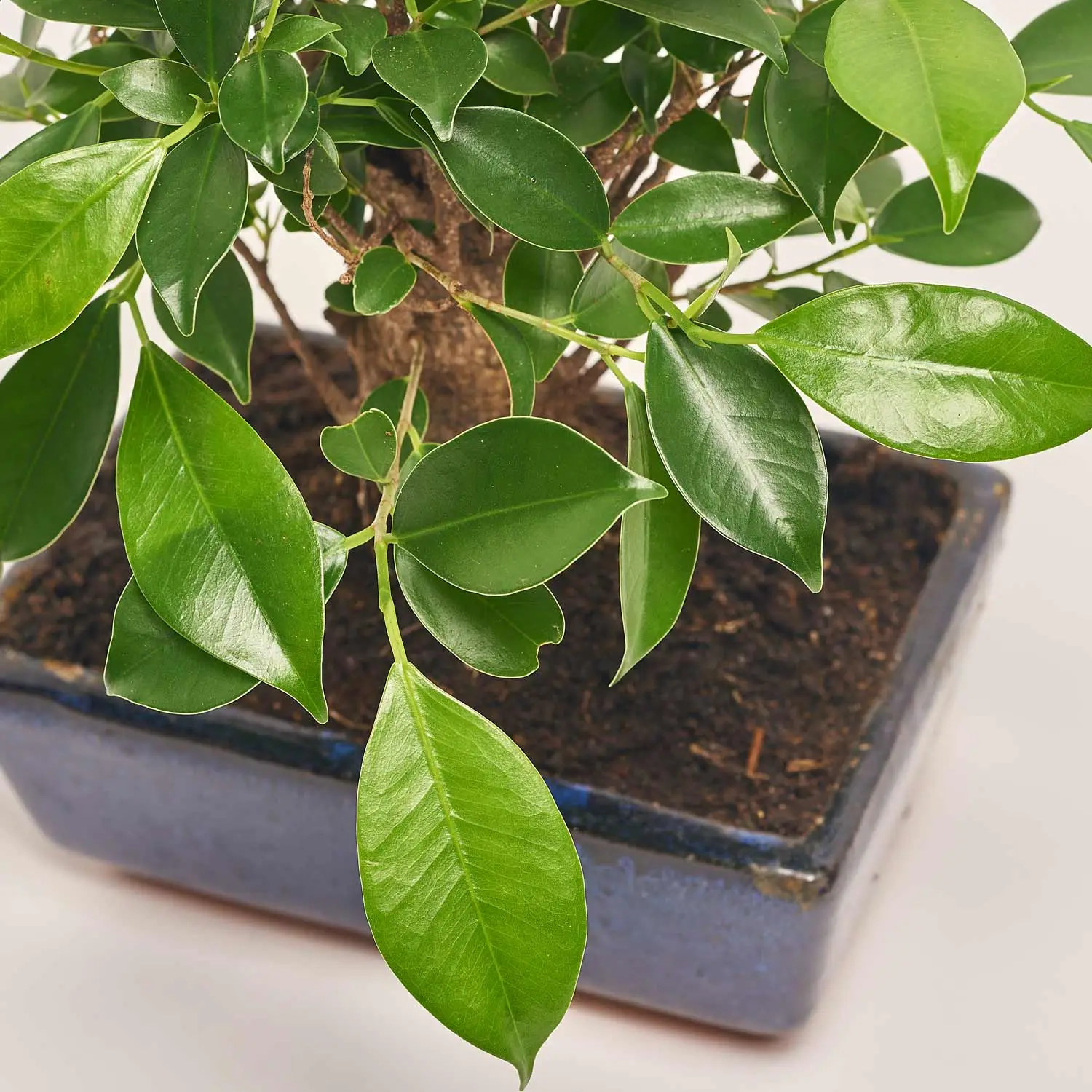 Зображення товару Бонсай в кер., артикул: 25670