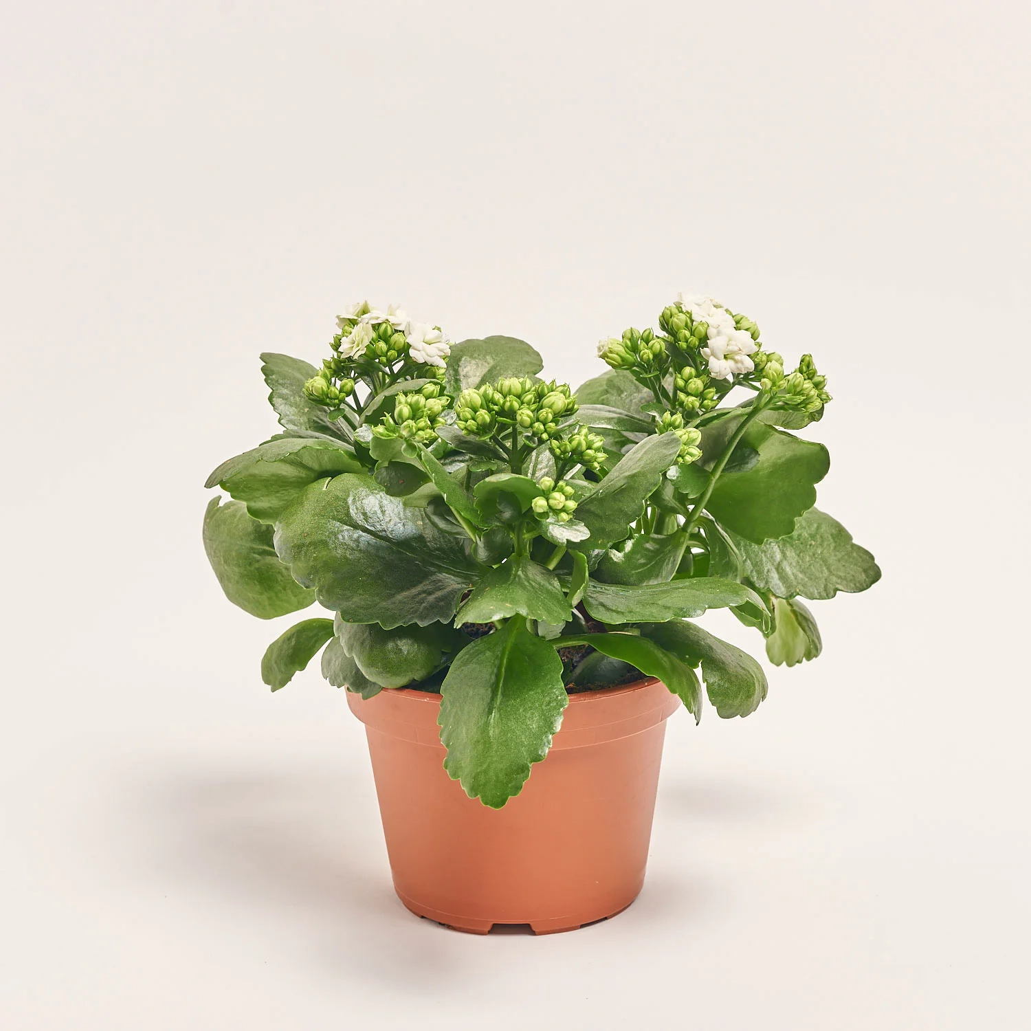 Зображення товару Каланхоє мікс, артикул: 18511