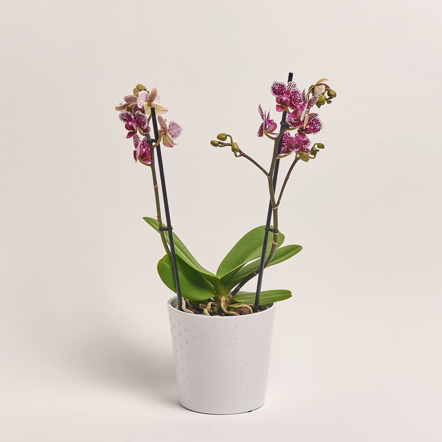 Фаленопсис мультифлора 2ст. мікс в кер., артикул: 53068 Зображення товару Фаленопсис мультифлора 2ст. мікс в кер., артикул: 53068