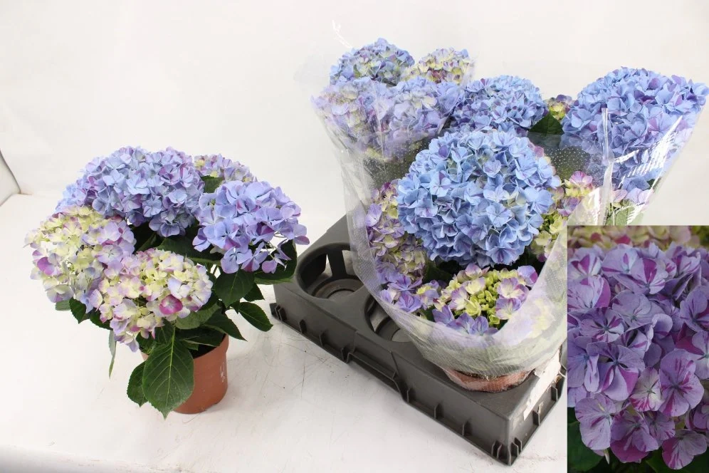 Зображення товару Гортензія біколор 5ст. блакитна, артикул: 57439