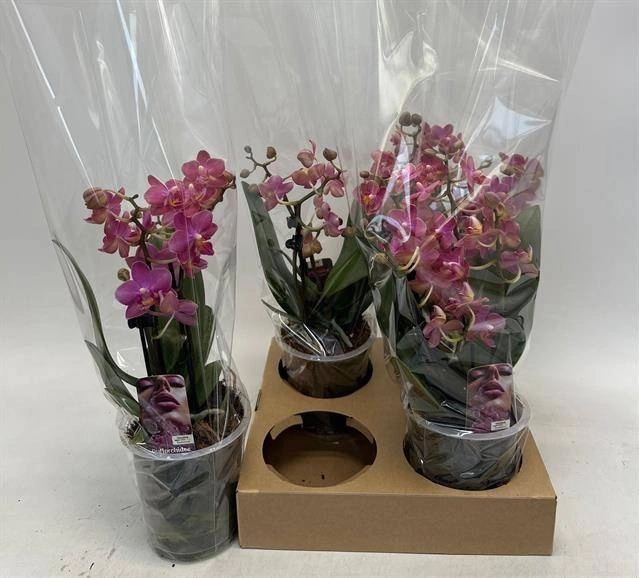 Зображення товару Фаленопсис Мф "Діф'южн" 3ст. парфум., артикул: 56566