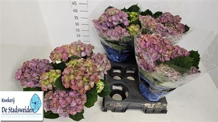 Зображення товару Гортензія блакитно-зелена 8ст., артикул: 40055