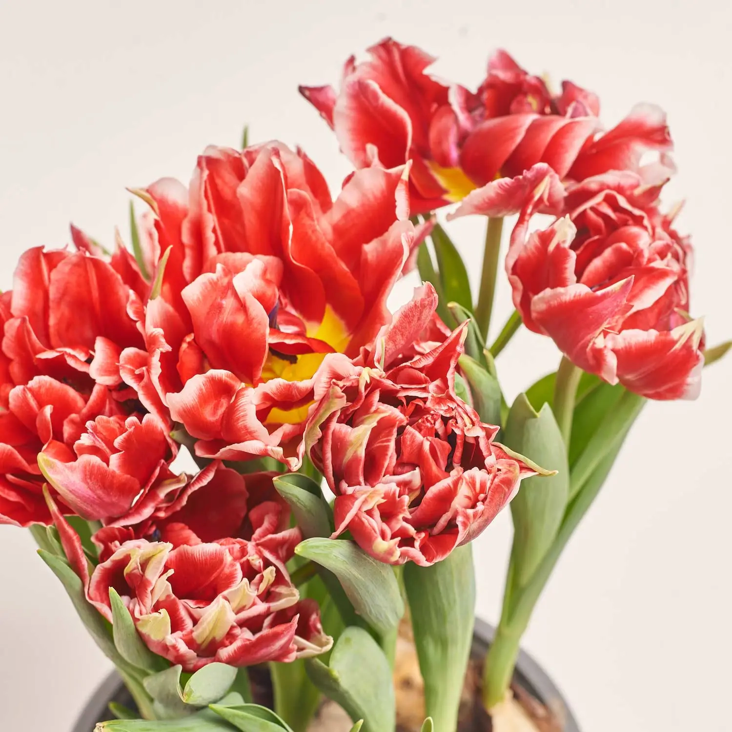 Зображення товару Тюльпан Дабл, артикул: 46658