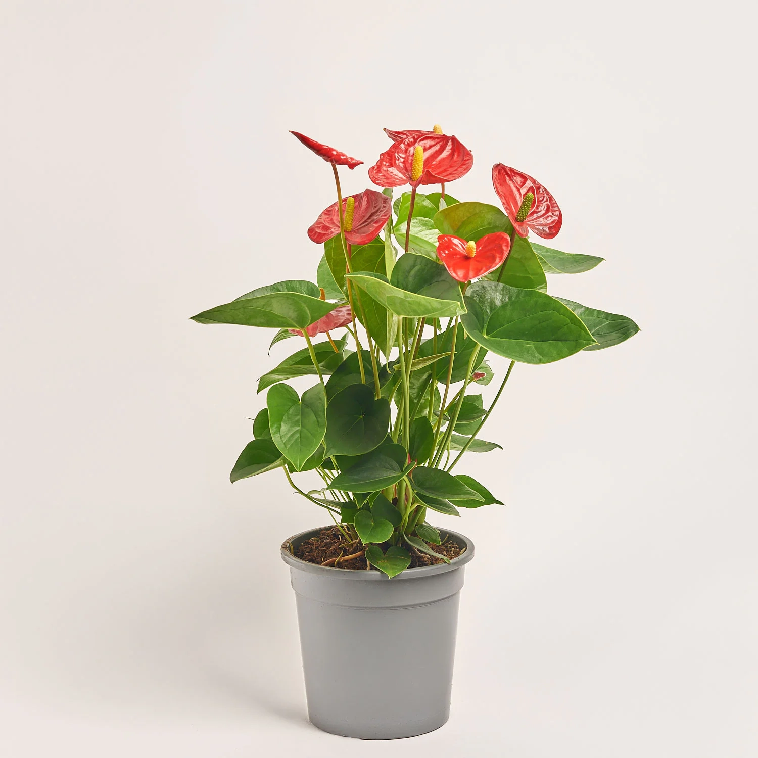 Зображення товару Антуріум Мауі Ред, артикул: 56531