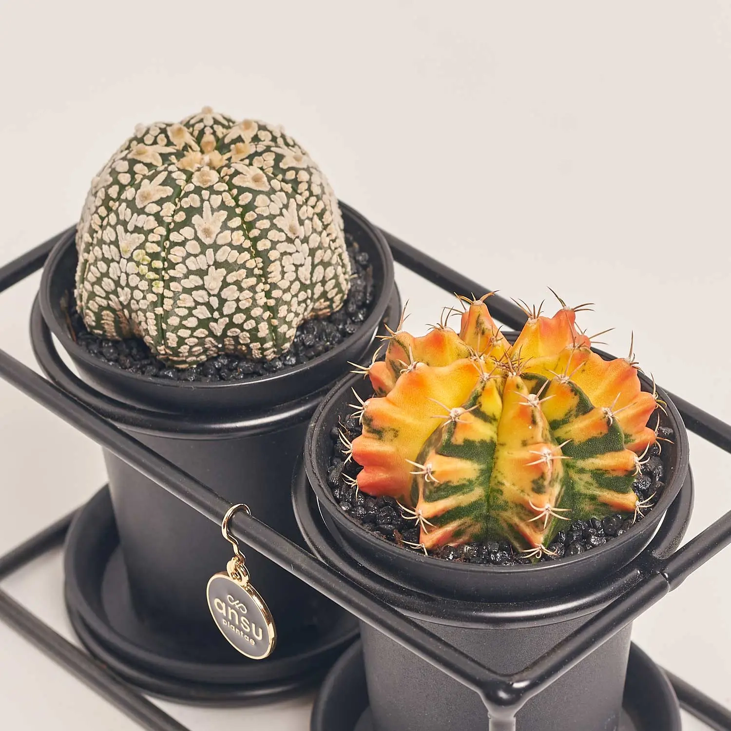 Кактус Дуо "Дизайн Флейм" в метал. рамці, артикул: 54951 Зображення товару Кактус Дуо "Дизайн Флейм" в метал. рамці, артикул: 54951