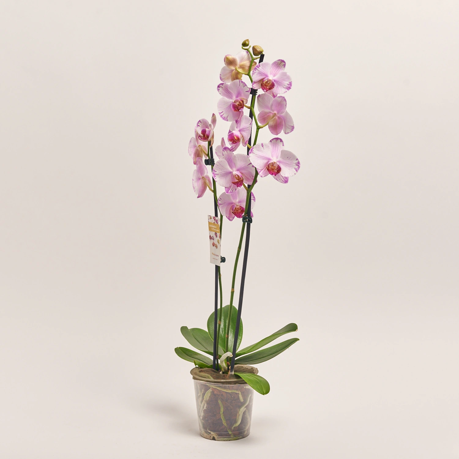 Зображення товару Фаленопсис "Беата" 2ст., артикул: 55522