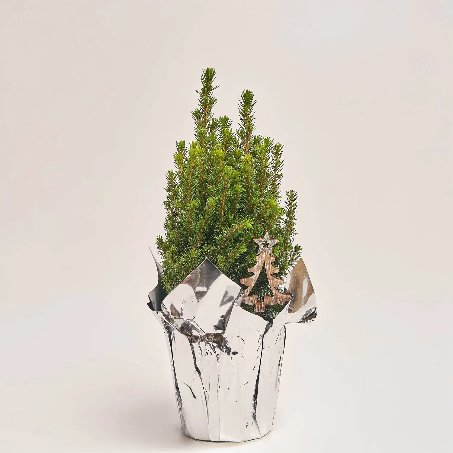 Зображення товару Ялина Перфекта декор, артикул: 53917