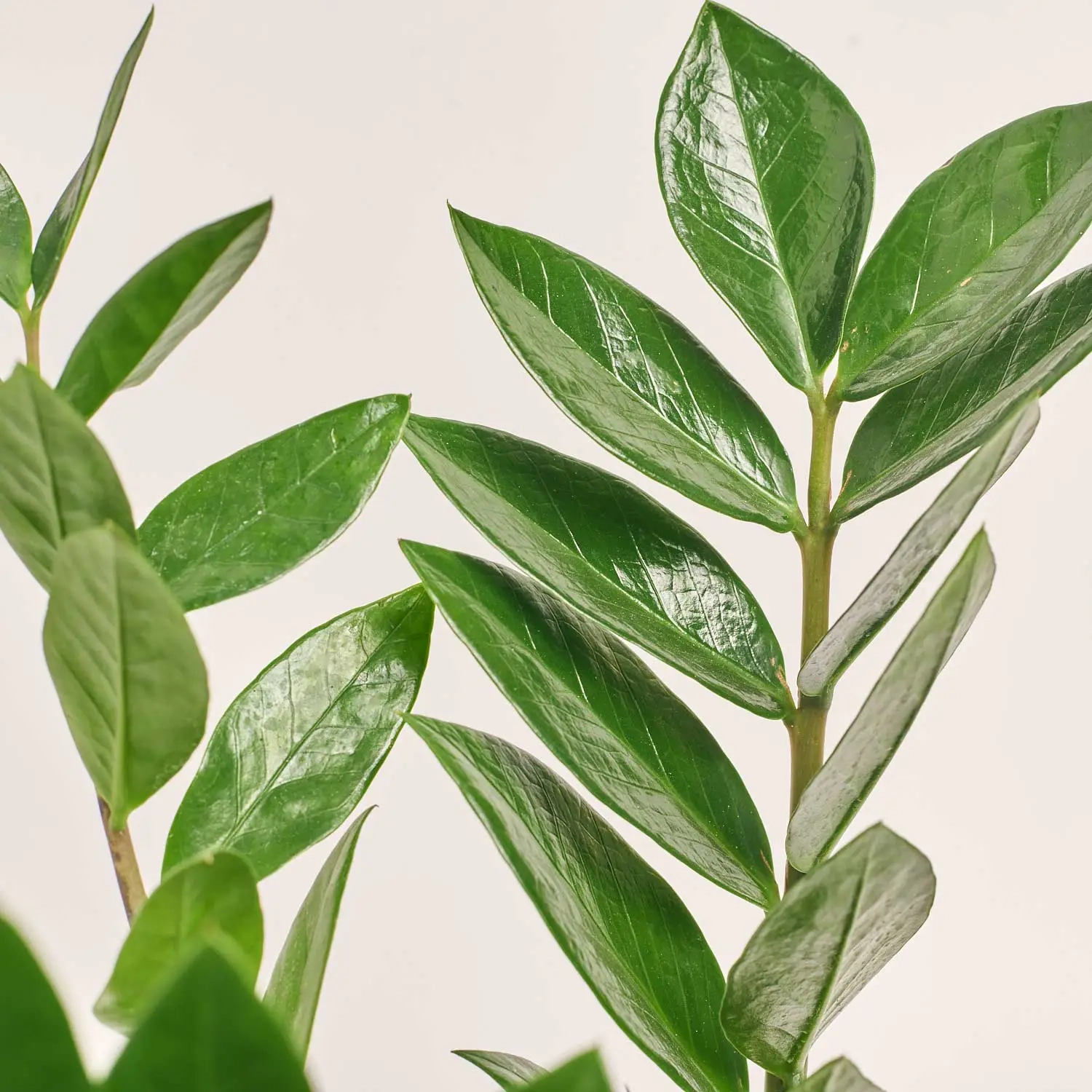 Зображення товару Заміокулькас 5ст., артикул: 40138