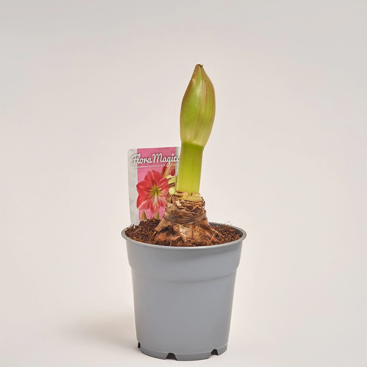 Амариліс мікс, артикул: 44283 Зображення товару Амариліс мікс, артикул: 44283