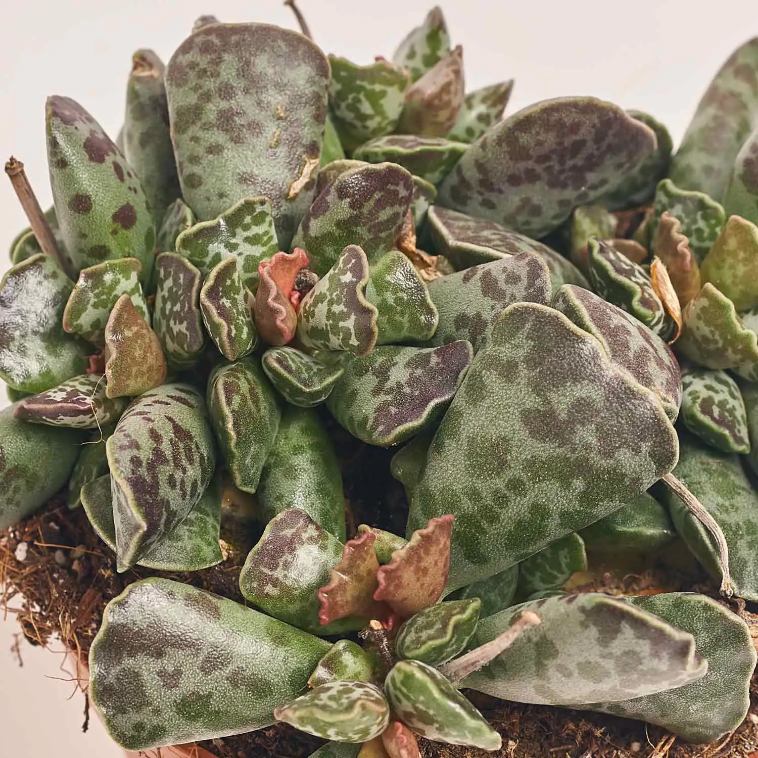 Сукулент мікс, артикул: 2084 Зображення товару Сукулент мікс, артикул: 2084