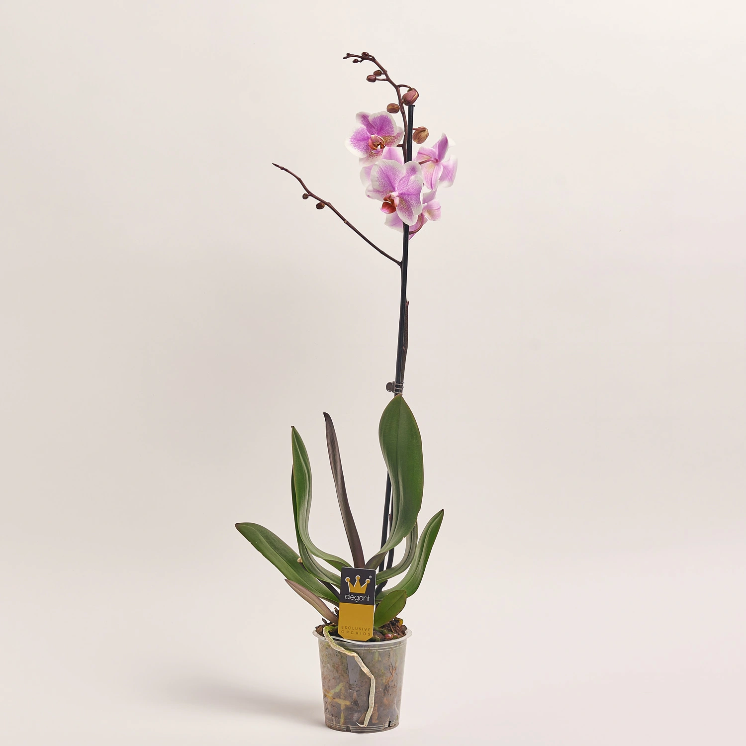 Фаленопсис 1ст. мікс, артикул: 18850 Зображення товару Фаленопсис 1ст. мікс, артикул: 18850