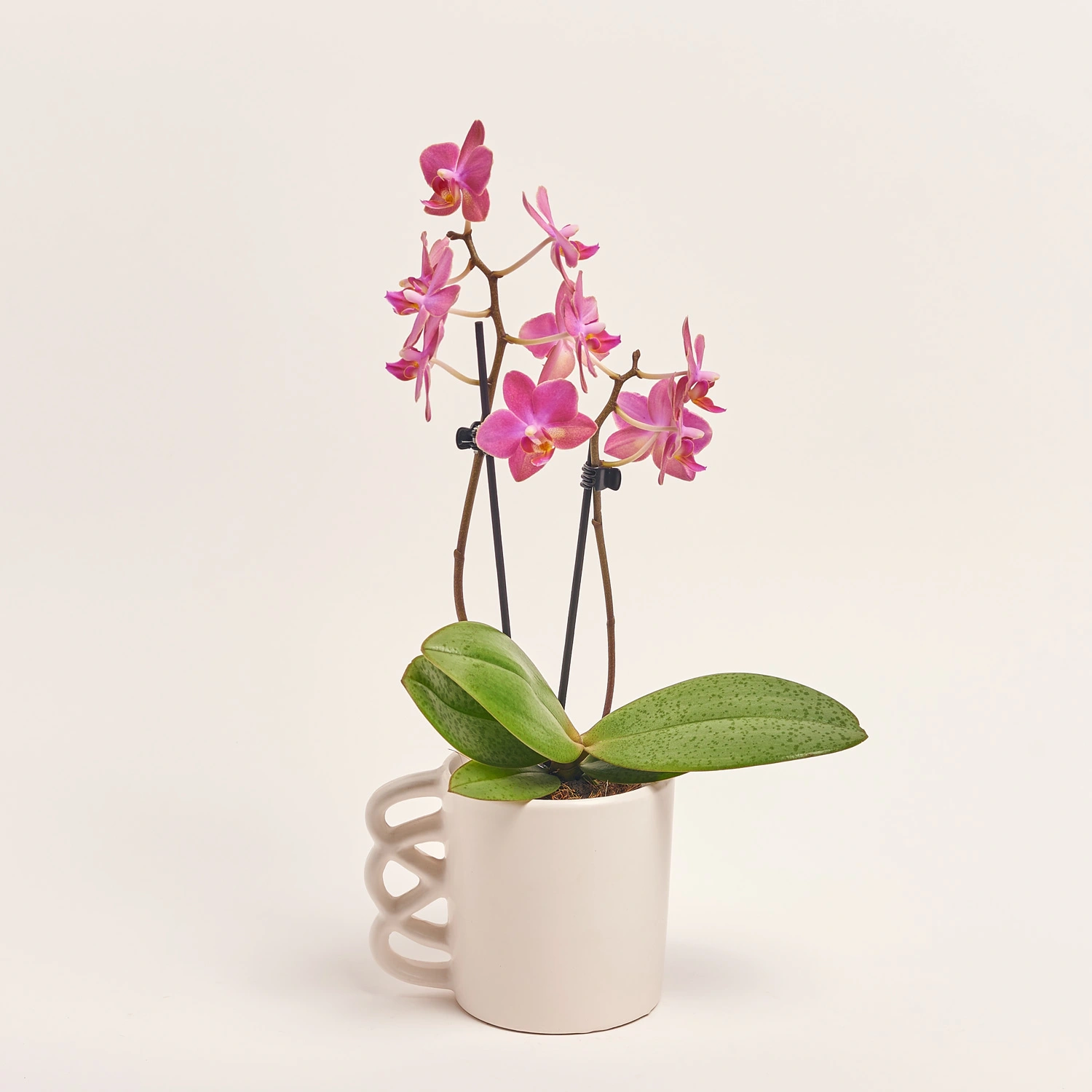 Фаленопсис міні в кер. 2ст. кораловий, артикул: 52469 Зображення товару Фаленопсис міні в кер. 2ст. кораловий, артикул: 52469