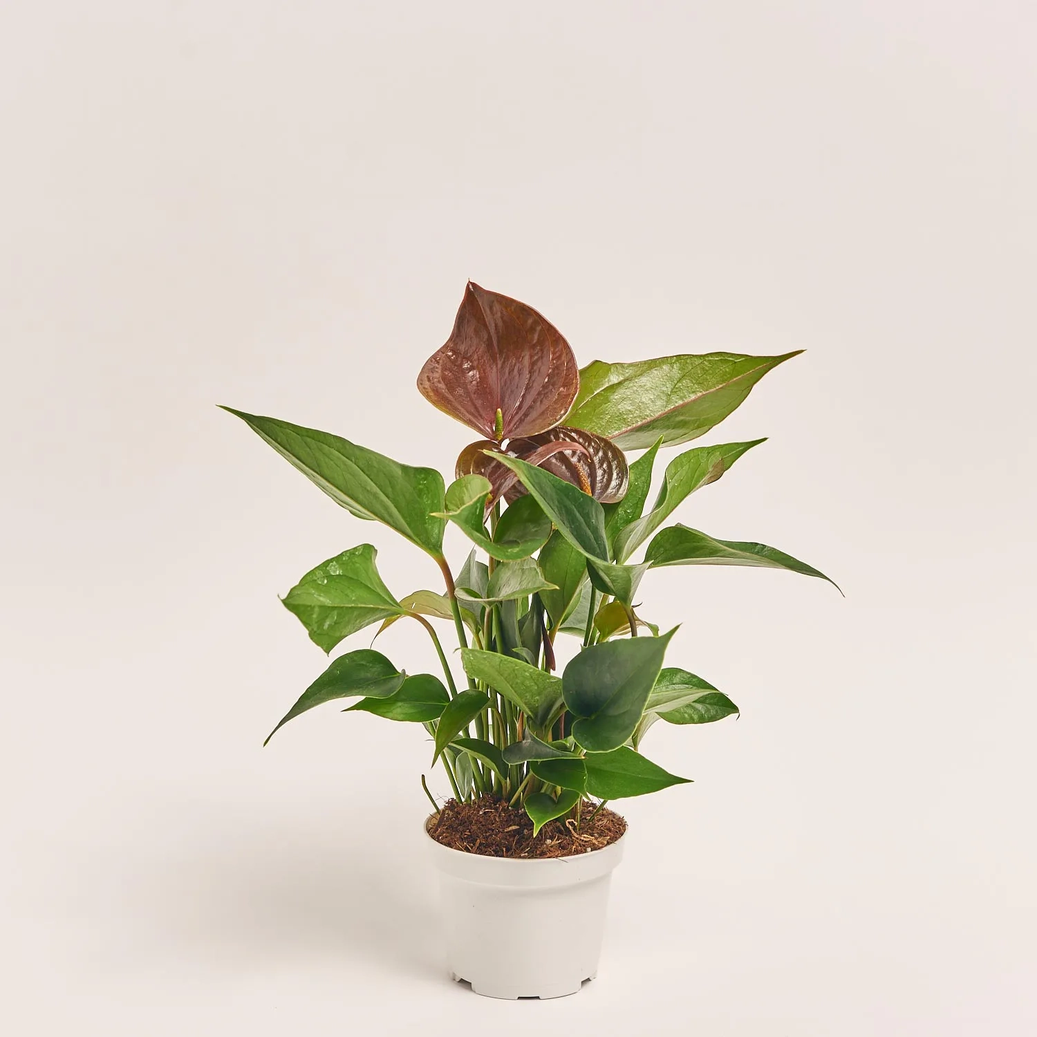 Зображення товару Антуріум Паріс Блек, артикул: 52065