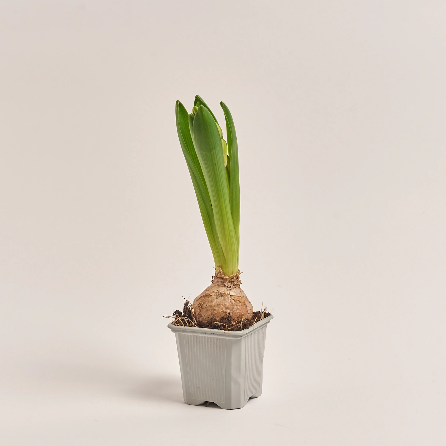 Зображення товару Гіацинт мікс, артикул: 23749