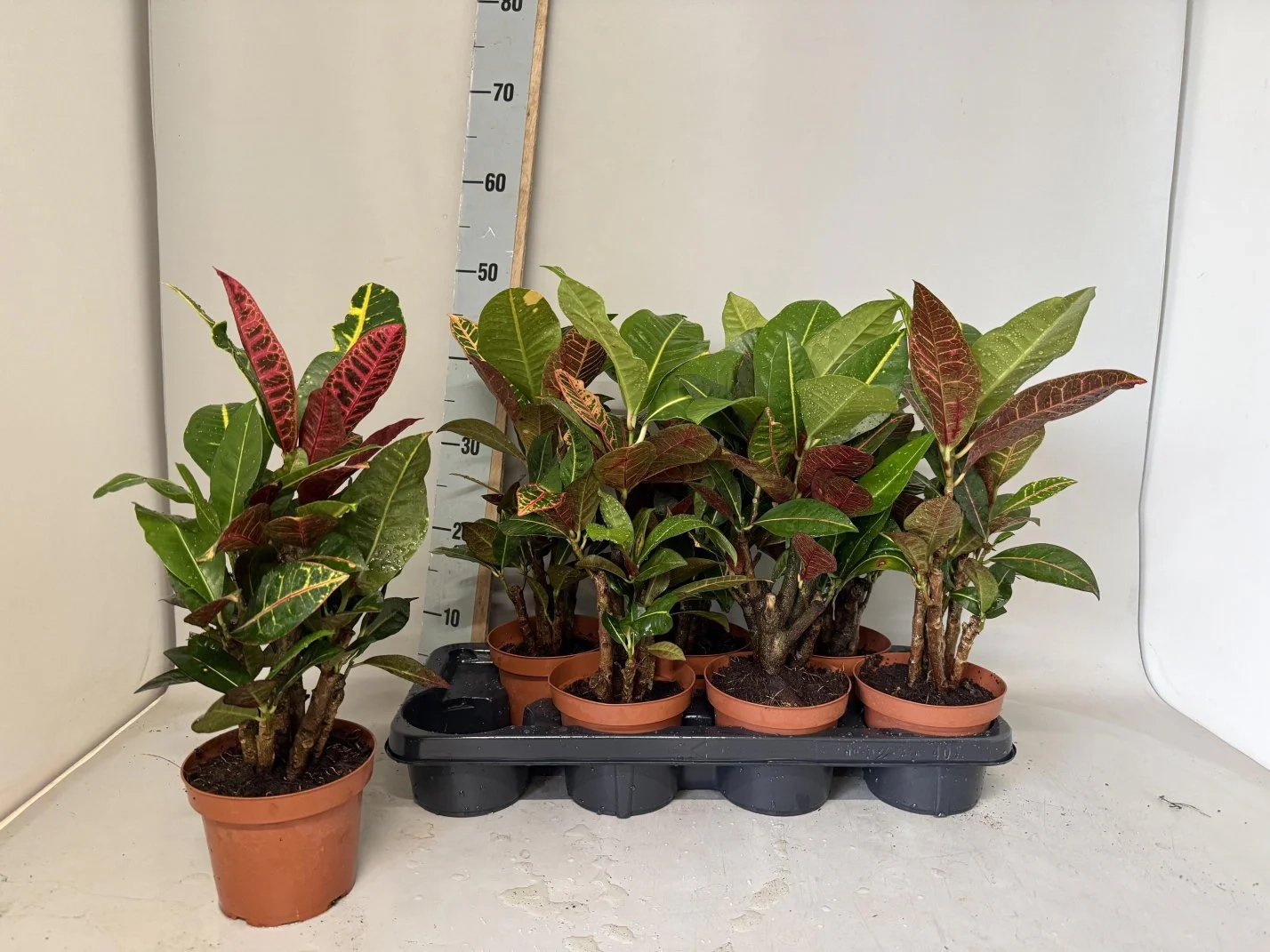 Зображення товару Кротон Петра, артикул: 56937