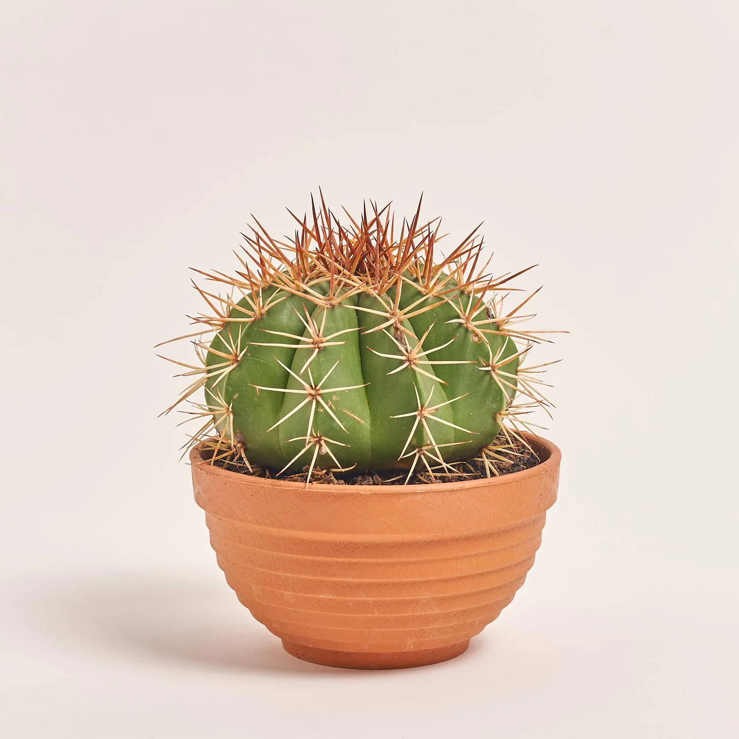 Зображення товару Кактус мікс, артикул: 56847