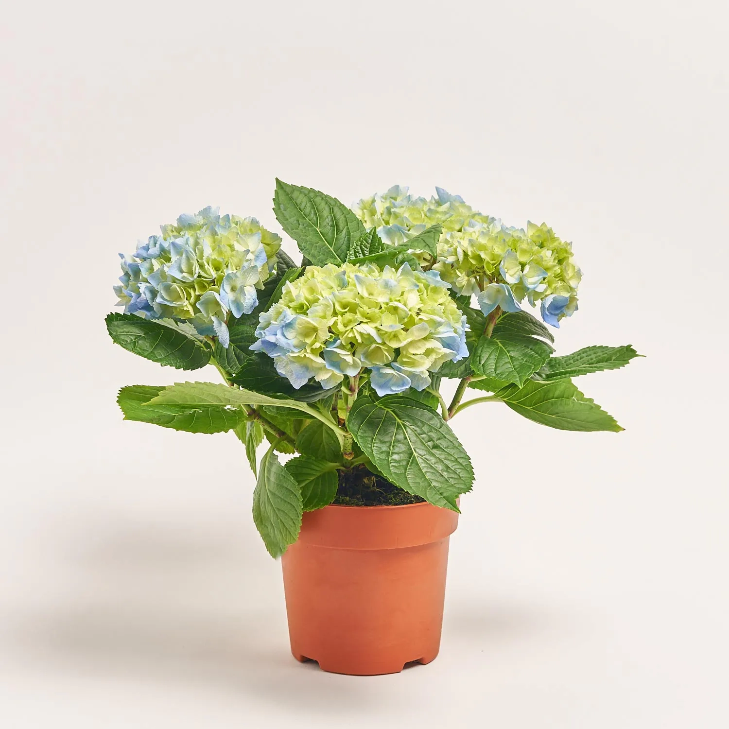 Гортензія мікс 5ст., артикул: 45074 Зображення товару Гортензія мікс 5ст., артикул: 45074