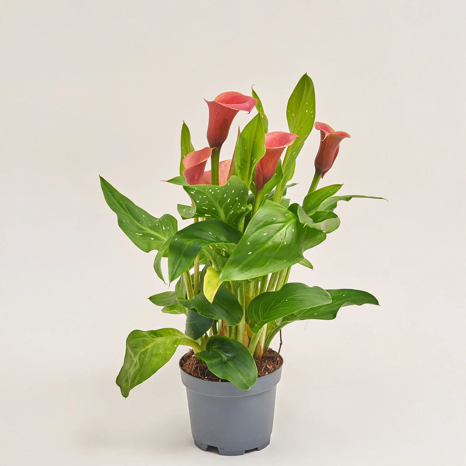 Зображення товару Зантедескія Ред Алерт, артикул: 54865