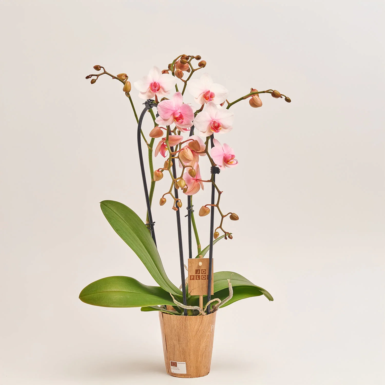 Фаленопсис фарб. каскад 2ст. мікс, артикул: 53484 Зображення товару Фаленопсис фарб. каскад 2ст. мікс, артикул: 53484