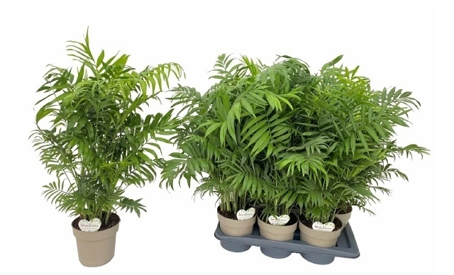 Зображення товару Хамедорея Елеганс, артикул: 56849