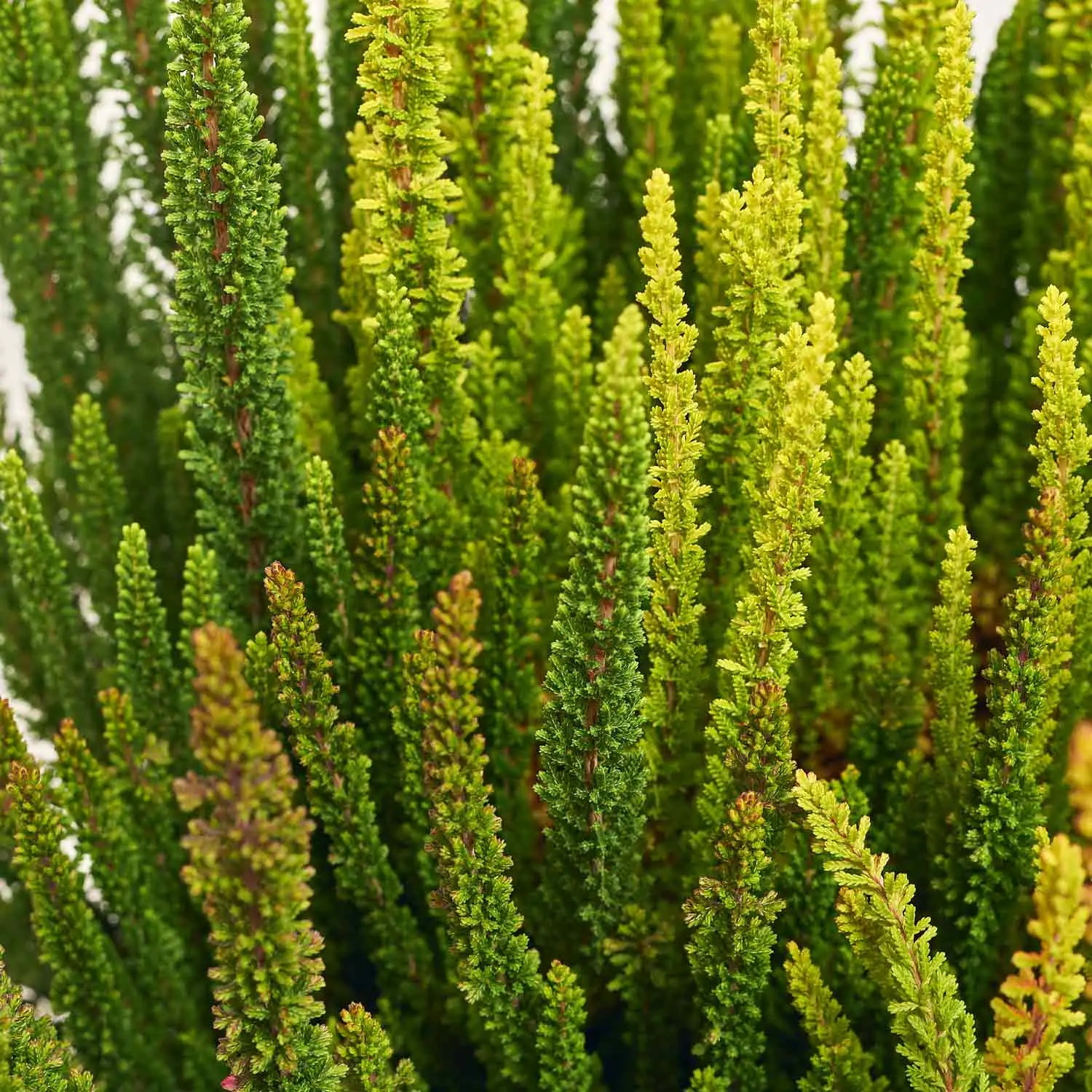 Калуна Скайфайв, артикул: 52521 Зображення товару Калуна Скайфайв, артикул: 52521