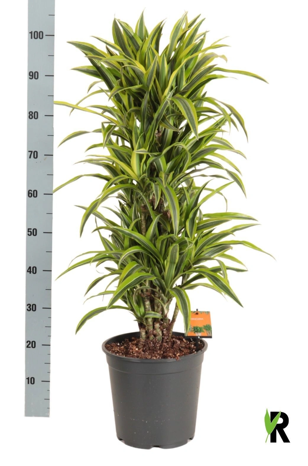 Драцена Лемон Лайм 3ст., артикул: 56886 Зображення товару Драцена Лемон Лайм 3ст., артикул: 56886