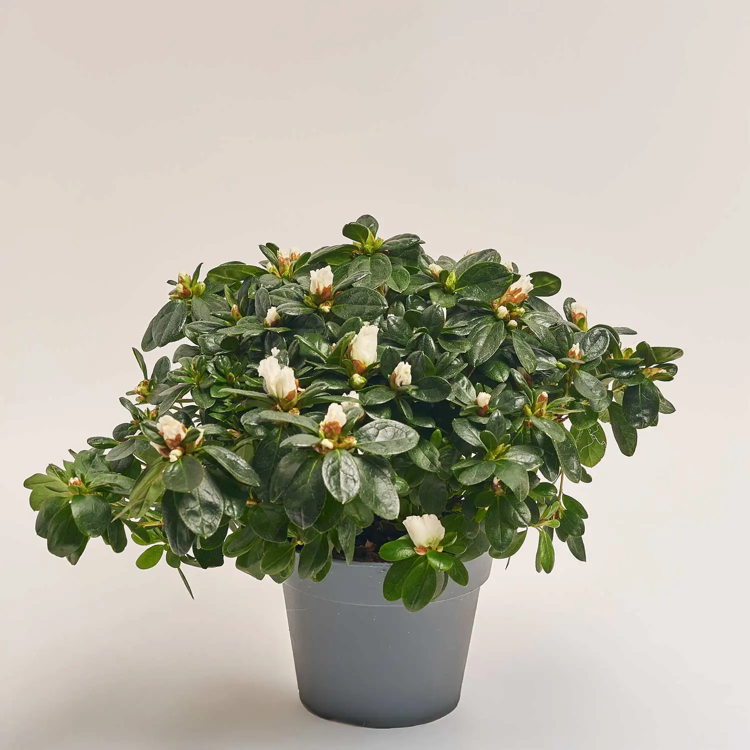 Зображення товару Азалія мікс, артикул: 54060