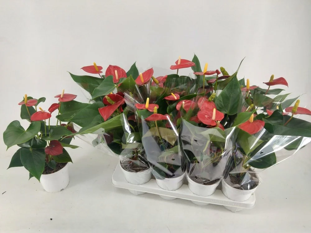 Зображення товару Антуріум Ред Чемпіон, артикул: 57535