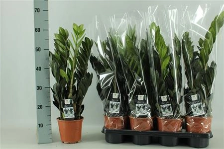 Зображення товару Заміокулькас Равен 5ст., артикул: 31364