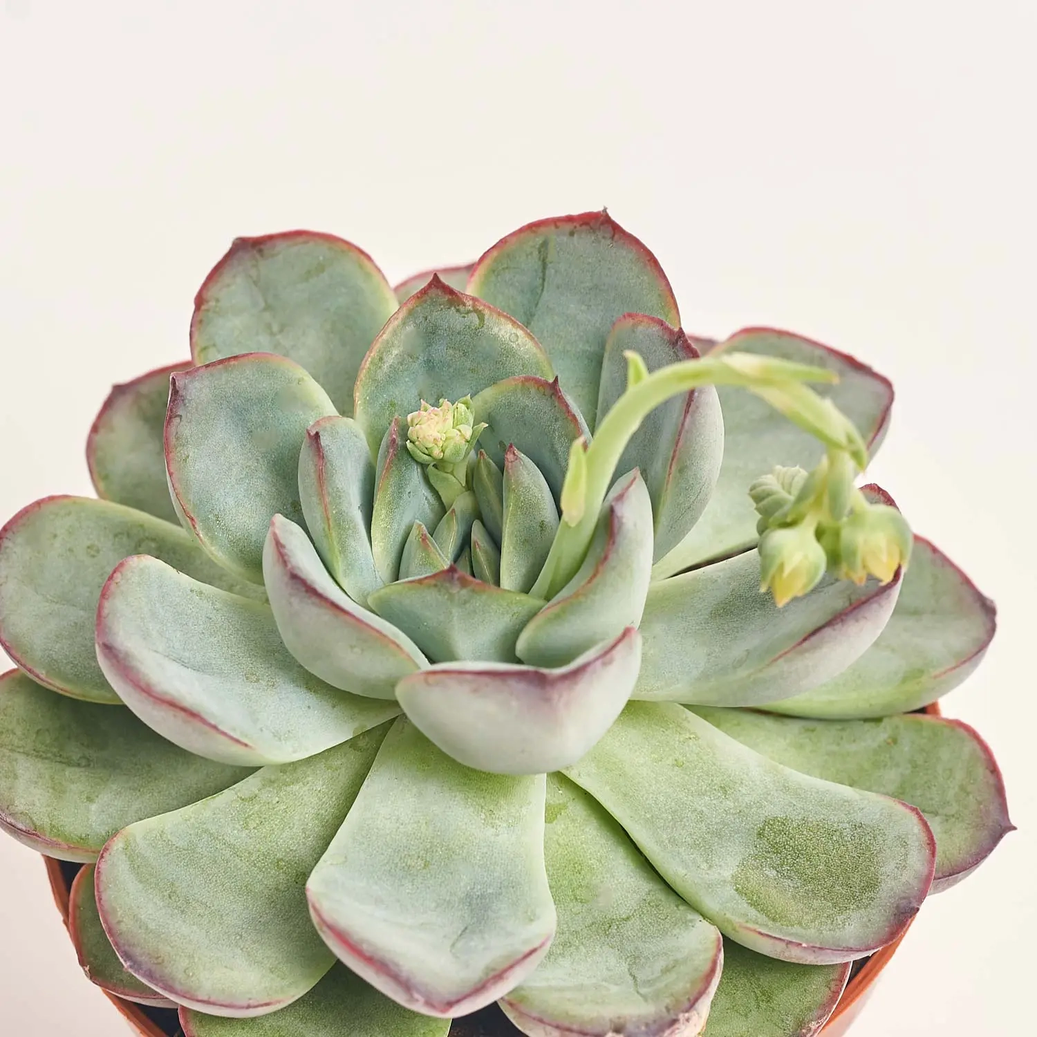 Зображення товару Ехеверія мікс, артикул: 33840