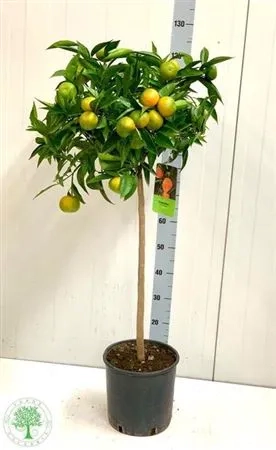 Цитрус Клементин, артикул: 53913 Зображення товару Цитрус Клементин, артикул: 53913