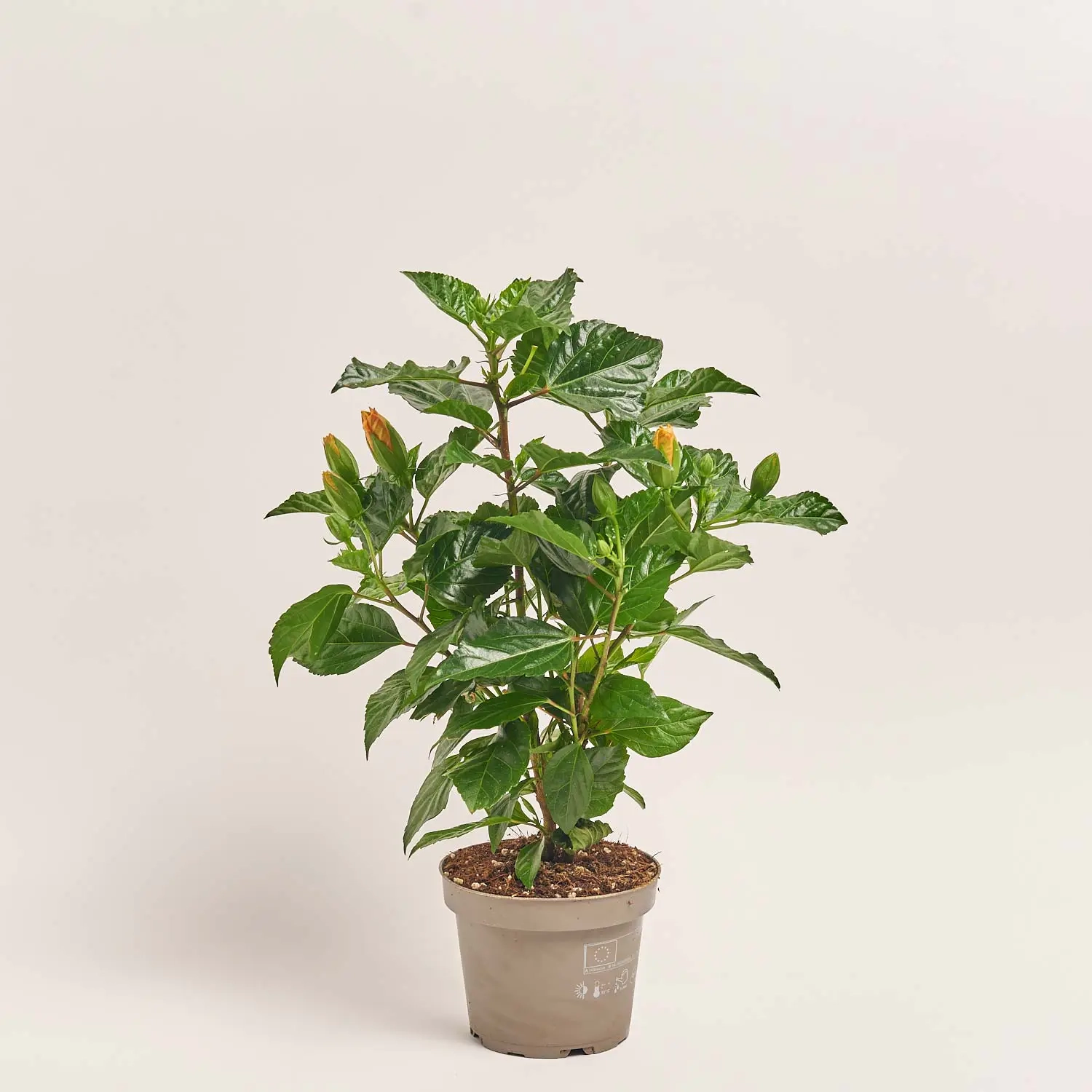 Гібіскус Санні мікс, артикул: 18298 Зображення товару Гібіскус Санні мікс, артикул: 18298