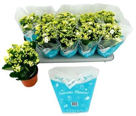 Зображення товару Каланхоє біле, артикул: 48435