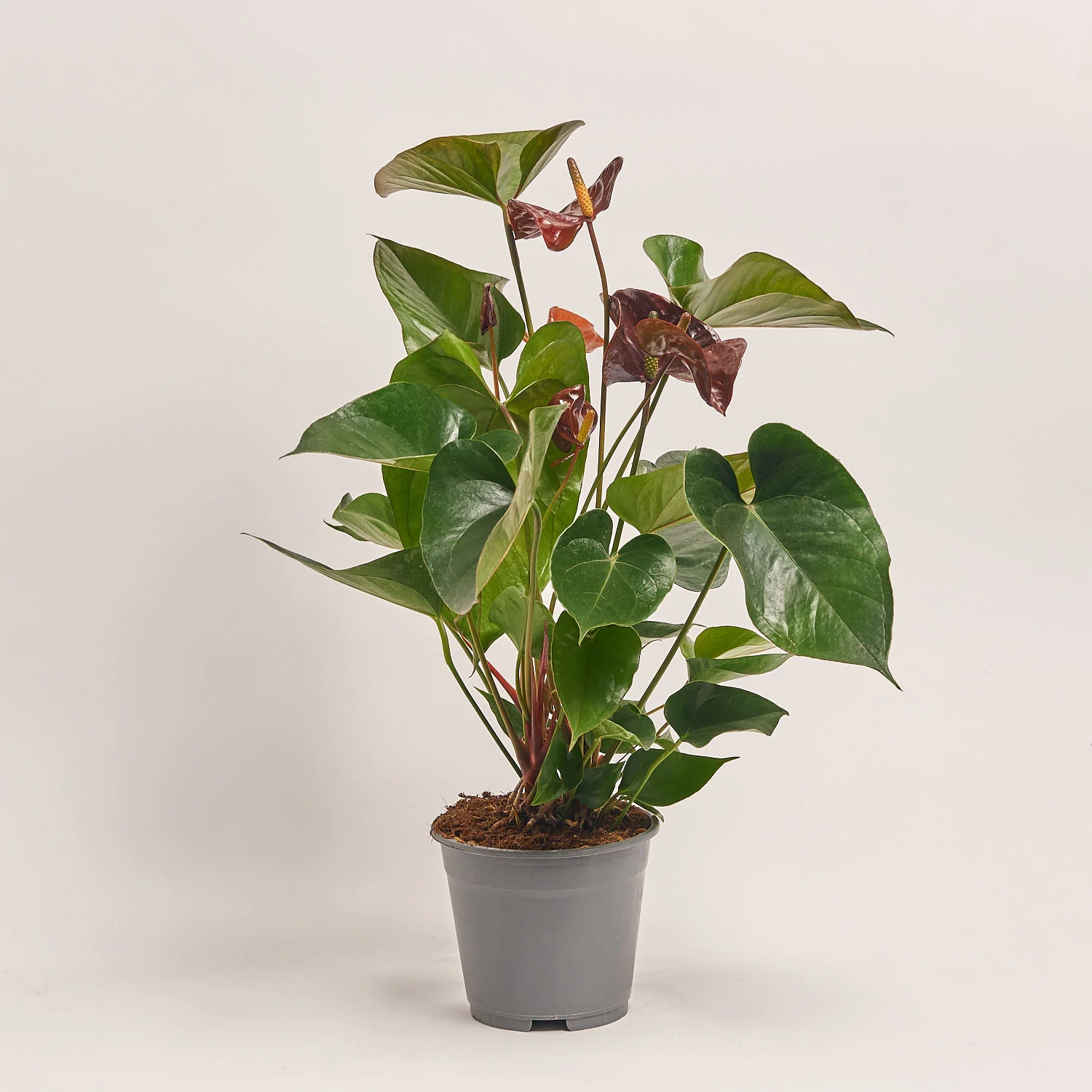 Зображення товару Антуріум Ессенція, артикул: 55435