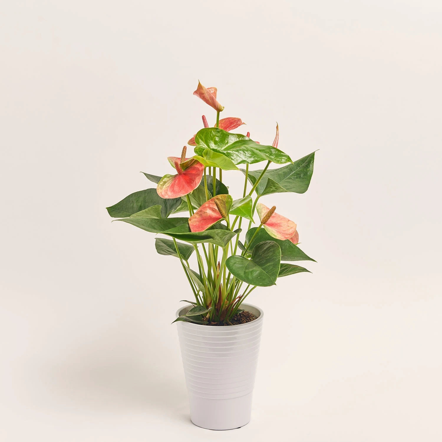 Зображення товару Антуріум Світ Дрім в кер., артикул: 51538