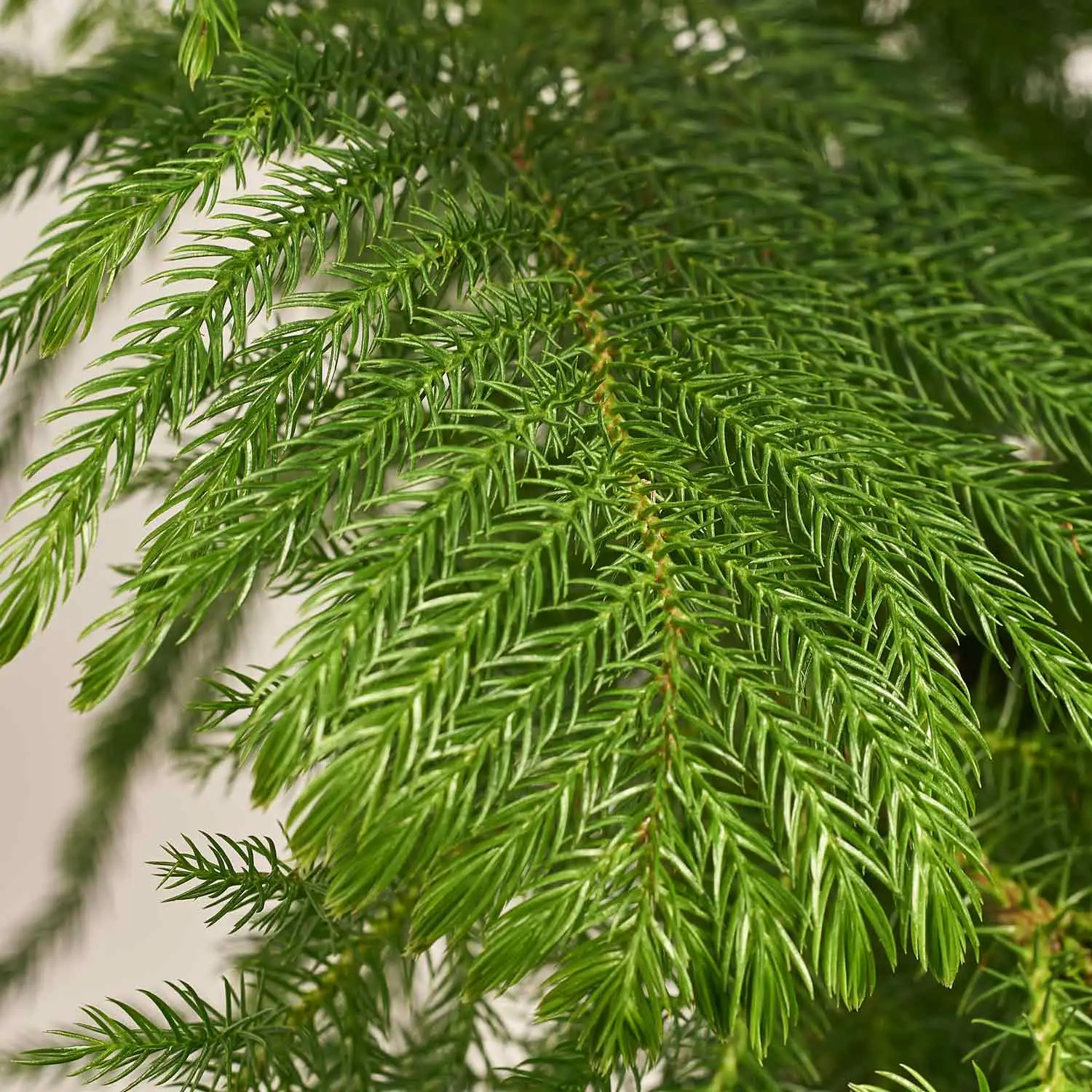 Зображення товару Араукарія Гетерофіла, артикул: 52838