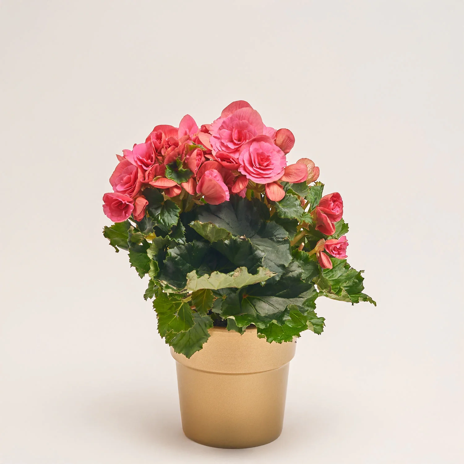 Зображення товару Бегонія та Кашпо Сет 123, артикул: 55484