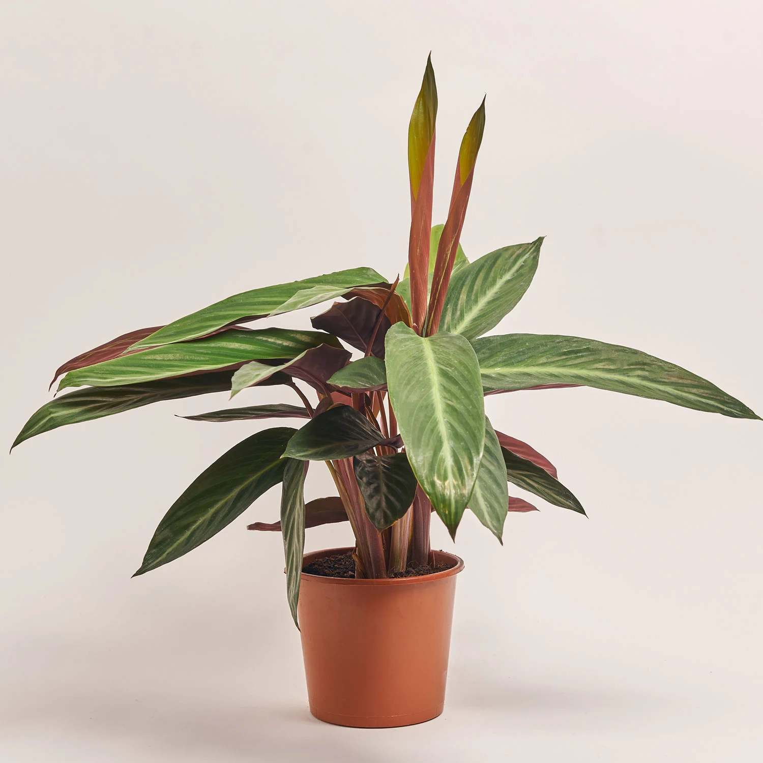 Калатея мікс, артикул: 54573 Зображення товару Калатея мікс, артикул: 54573