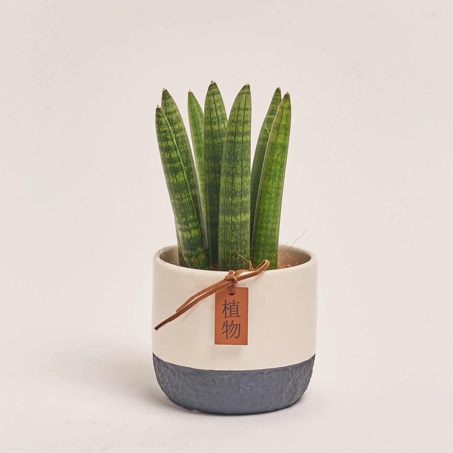 Зображення товару Сансевієрія Циліндріка "Спагетті" в кер., артикул: 47929