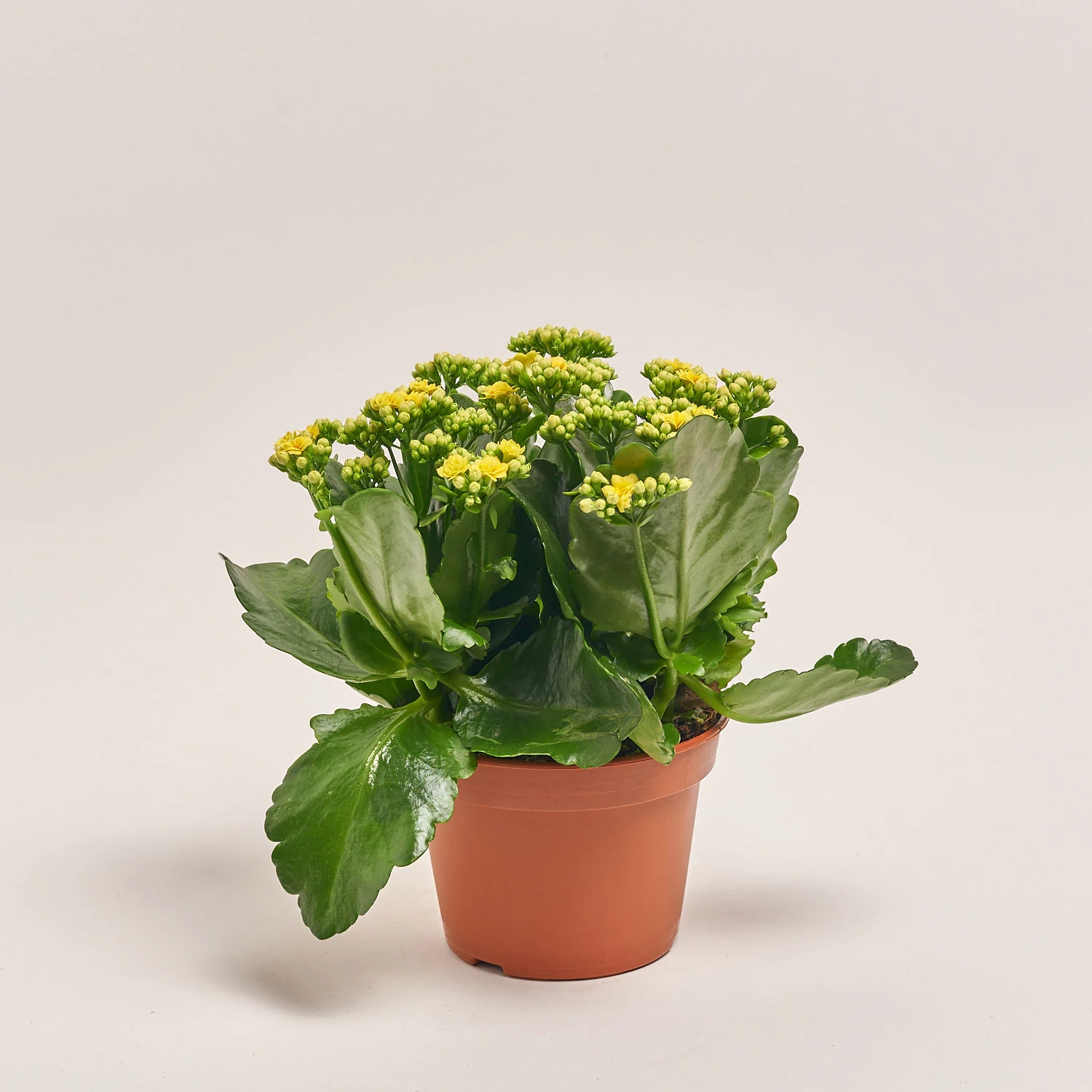 Зображення товару Каланхоє мікс, артикул: 26106