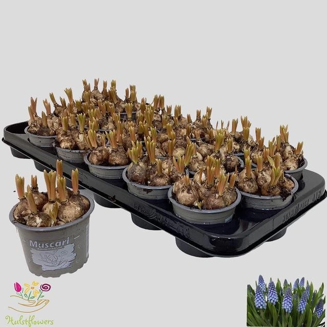 Мускарі Арменікум, артикул: 56224 Зображення товару Мускарі Арменікум, артикул: 56224