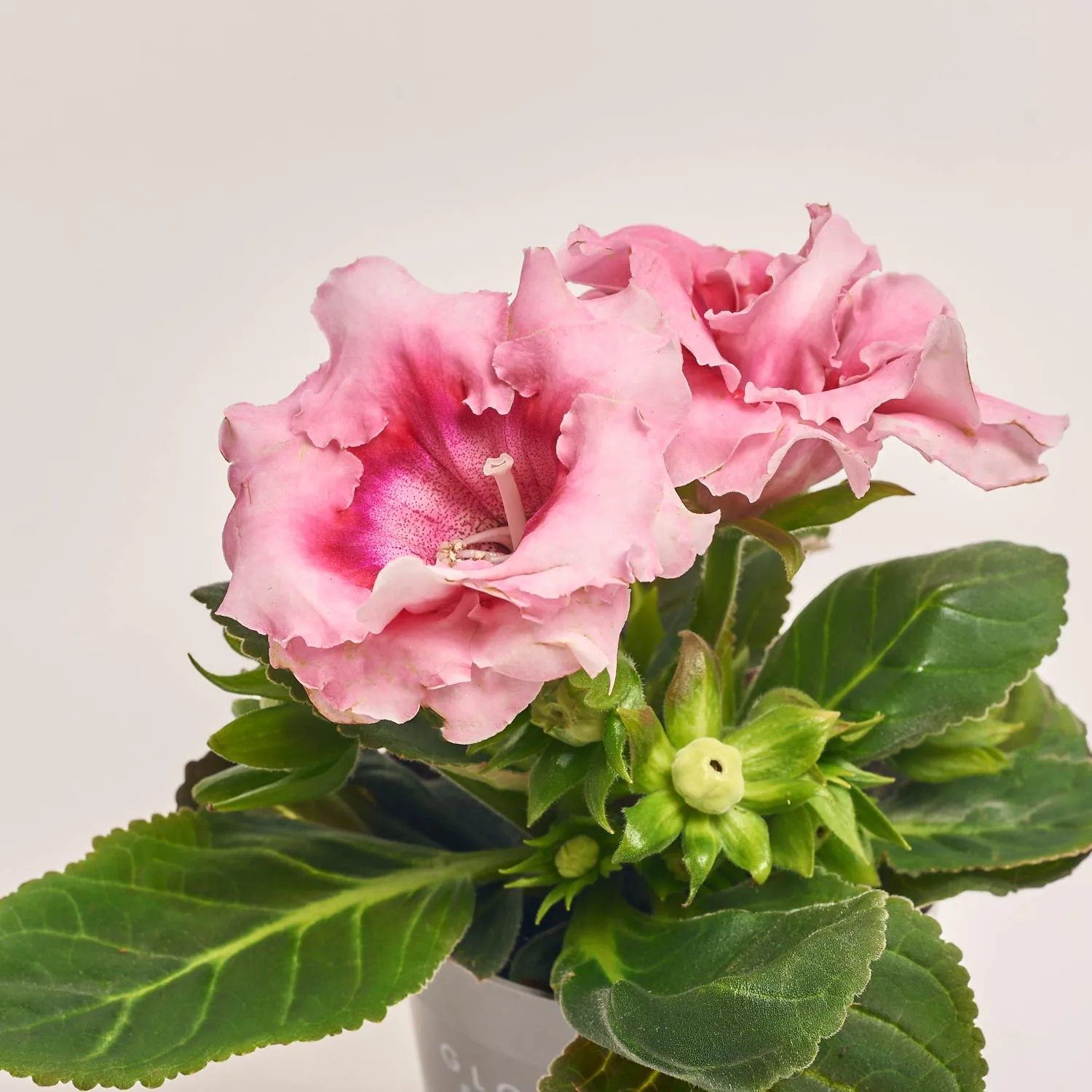 Зображення товару Глоксинія Соната мікс, артикул: 24651