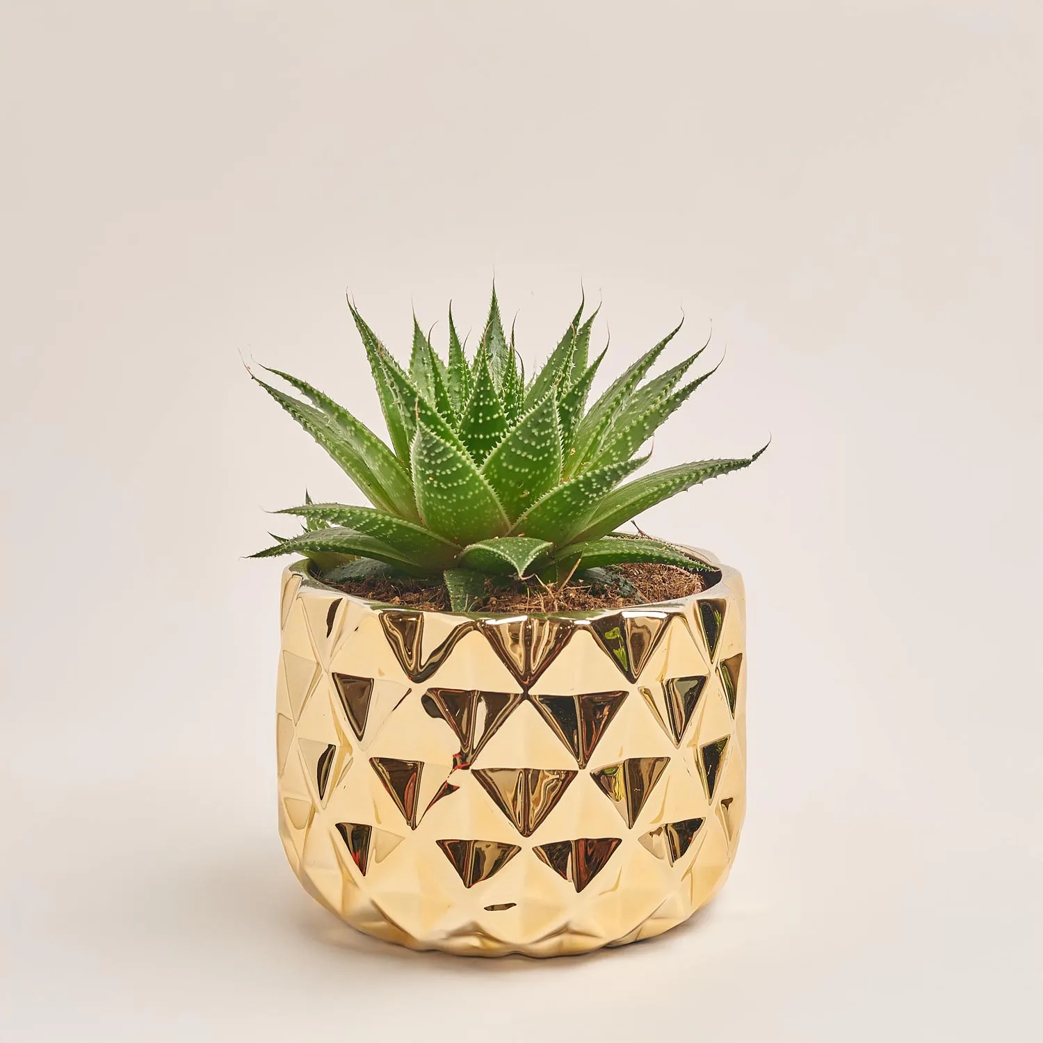 Зображення товару Сукулент мікс, артикул: 41177